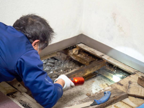Best Attic Mold Removal  in Sandy, OR