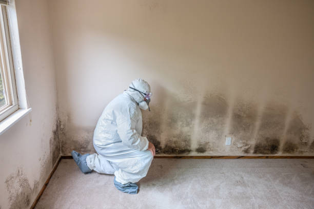 Best Toxic Mold Removal  in Sandy, OR