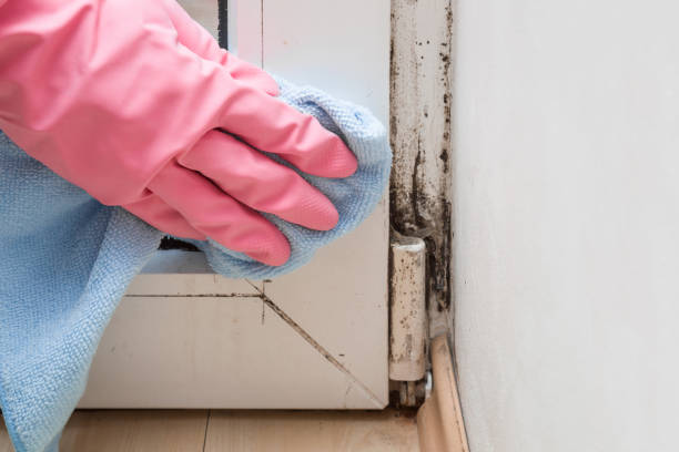 Best Commercial Mold Removal  in Sandy, OR