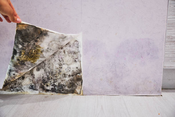 Best Professional Mold Removal  in Sandy, OR